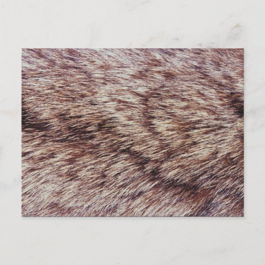 Lynx fur briefkaart (Voorkant)