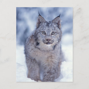 Lynx in de sneeuw aan de voet van het gebergte briefkaart