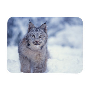 Lynx in de sneeuw aan de voet van het gebergte magneet