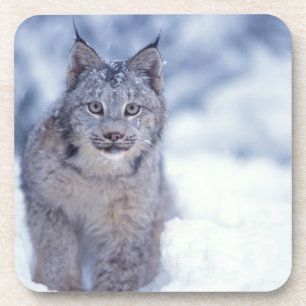 Lynx in de sneeuw aan de voet van het gebergte onderzetter