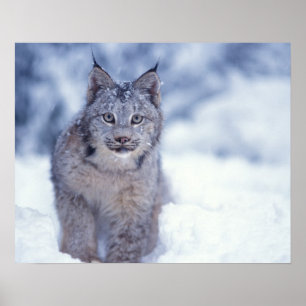 Lynx in de sneeuw aan de voet van het gebergte poster