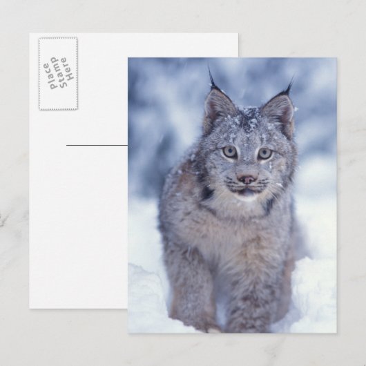 Lynx in de sneeuw in de uitlopers briefkaart (Voorkant / Achterkant)