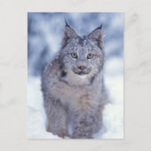 Lynx in de sneeuw in de uitlopers briefkaart (Voorkant)