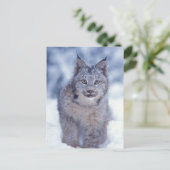 Lynx in de sneeuw in de uitlopers briefkaart (Staand voorkant)