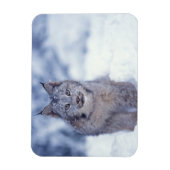 Lynx in de sneeuw in de uitlopers magneet (Verticaal)