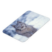 Lynx in de sneeuw in de uitlopers magneet (Linkerzijde)