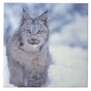 Lynx in de sneeuw in de uitlopers tegeltje