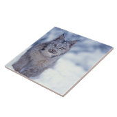 Lynx in de sneeuw in de uitlopers tegeltje (Zijkant)