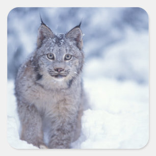 Lynx in de sneeuw in de uitlopers vierkante sticker