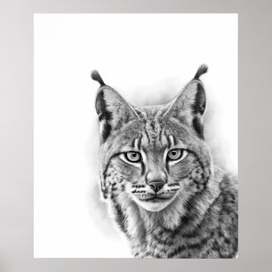 Lynx Kat Schets Portret  Zwart wit Poster