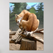 Lynx-katten Poster (Voorkant)