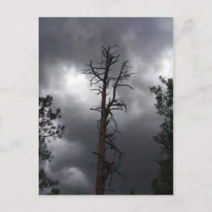 Lynx Lake, Arizona, is een reservoir van 55 hectar Briefkaart