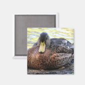 Lynx Lake Waterfowl Magneet (Voorkant / Achterkant)