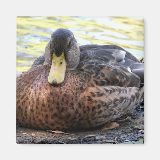 Lynx Lake Waterfowl Magneet (Voorkant)