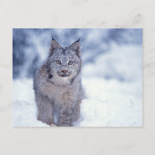 lynx, Lynx lynx, in de sneeuw op de voet van Briefkaart