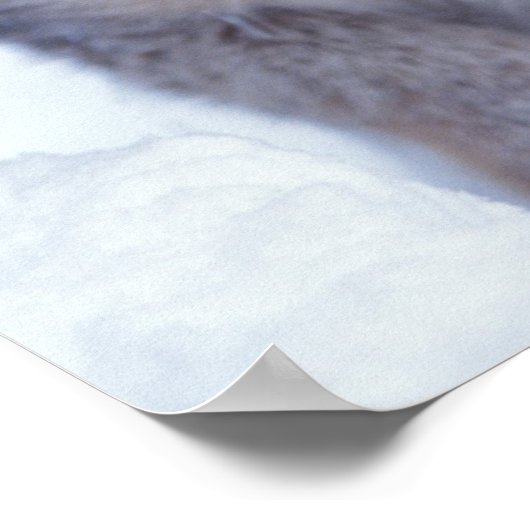 lynx, Lynx lynx, in de sneeuw op de voet van Poster (Hoek)