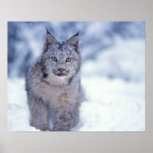 lynx, Lynx lynx, in de sneeuw op de voet van Poster (Voorkant)