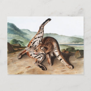Lynx (Lynx rufus var maculatus) Illustratie Briefkaart