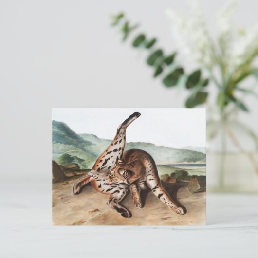 Lynx (Lynx rufus var maculatus) Illustratie Briefkaart (Staand voorkant)