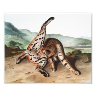 Lynx (Lynx rufus var maculatus) Illustratie Foto Afdruk