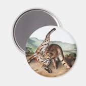 Lynx (Lynx rufus var maculatus) Illustratie Magneet (Voorkant / Achterkant)
