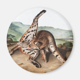 Lynx (Lynx rufus var maculatus) Illustratie Magneet