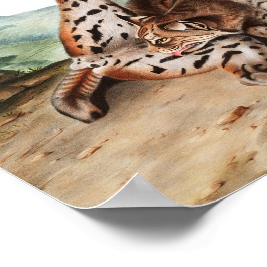 Lynx (Lynx rufus var maculatus) Illustratie Poster (Hoek)