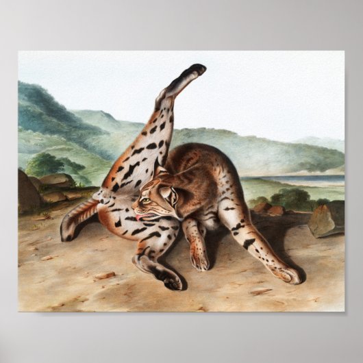 Lynx (Lynx rufus var maculatus) Illustratie Poster (Voorkant)