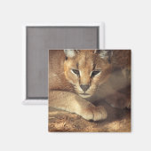 Lynx Magneet (Voorkant / Achterkant)