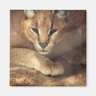 Lynx Magneet