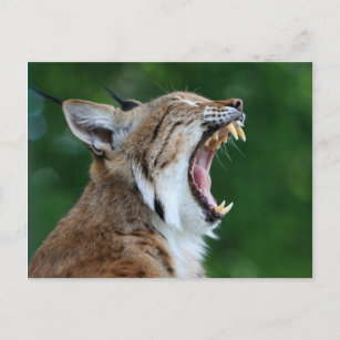 Lynx, mooie foto-briefkaart briefkaart