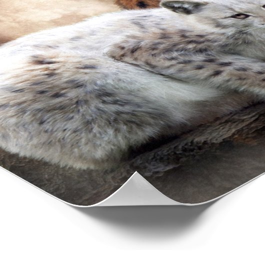 Lynx Moon Art Poster/Print Poster (Hoek)