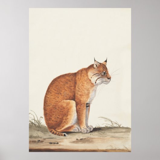 Lynx  natuur kat wildlife schilderij poster (Voorkant)