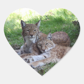 Lynx paar in liefde hart sticker