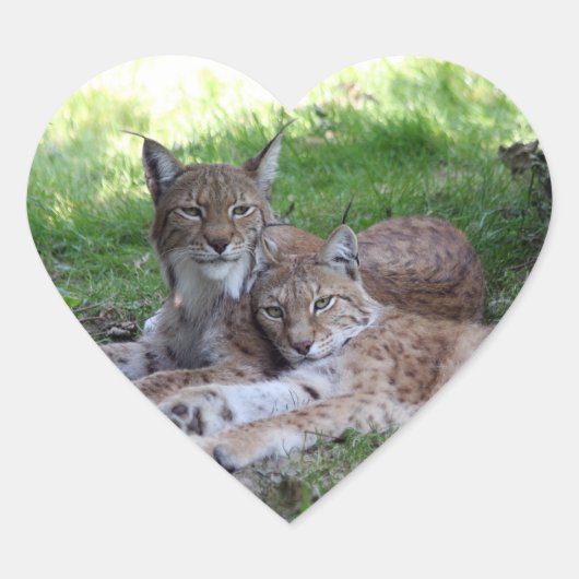 Lynx paar in liefde hart sticker (Voorkant)