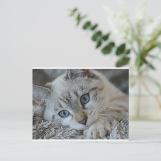 Lynx Point Siamese Briefkaart (Staand voorkant)