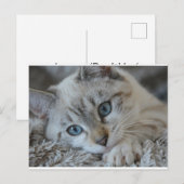 Lynx Point Siamese Briefkaart (Voorkant / Achterkant)