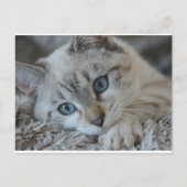 Lynx Point Siamese Briefkaart (Voorkant)
