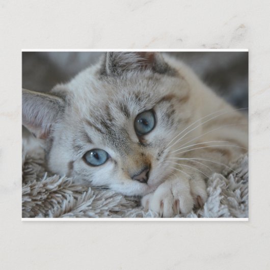 Lynx Point Siamese Briefkaart (Voorkant)