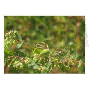 Lynx Spider