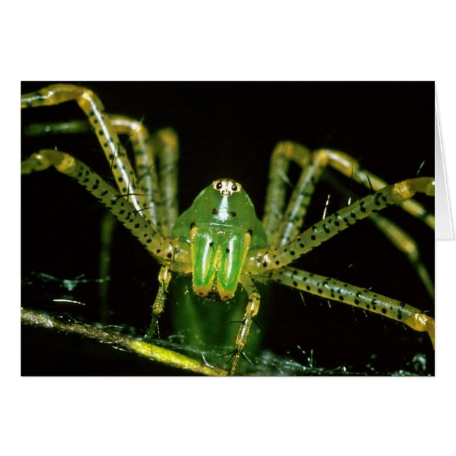 Lynx Spider (Voorkant Horizontaal)