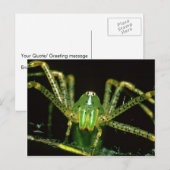 Lynx Spider Briefkaart (Voorkant / Achterkant)