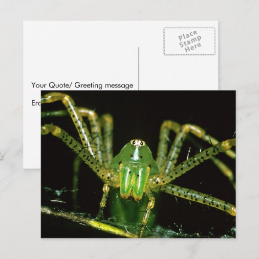 Lynx Spider Briefkaart (Voorkant / Achterkant)