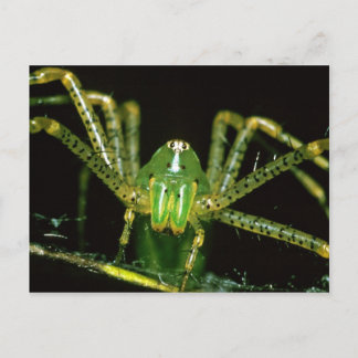 Lynx Spider Briefkaart