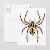 Lynx Spider Briefkaart (Voorkant / Achterkant)