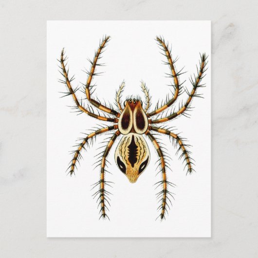 Lynx Spider Briefkaart (Voorkant)