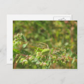 Lynx Spider Briefkaart (Voorkant / Achterkant)