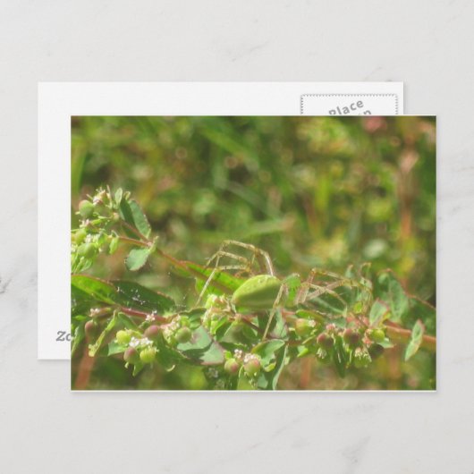 Lynx Spider Briefkaart (Voorkant / Achterkant)