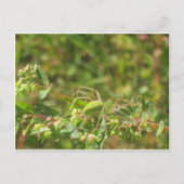 Lynx Spider Briefkaart (Voorkant)