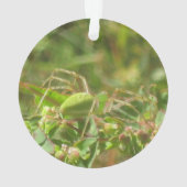 Lynx Spider Ornament (achterkant)